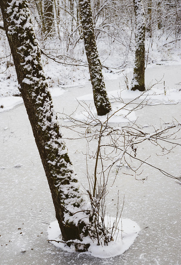 Snowy trees in frozen pond - winter forest Photograph by Matthias Hauser