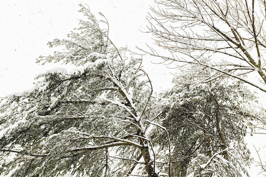 Snowy Trees in the Wind I Photograph by Marianne Campolongo