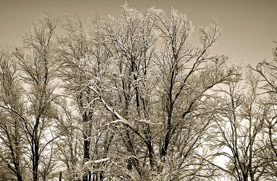 Snowy Trees Photograph by Kim Pippinger