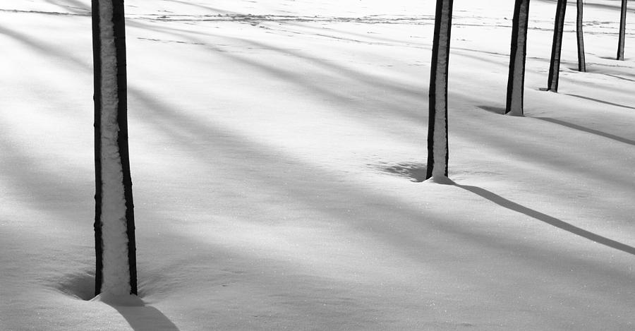 Snowy trunks Photograph by Arkady Kunysz