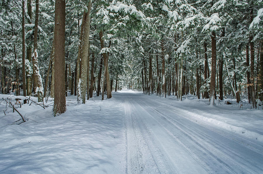 Snowy Tunnel of Trees Photograph by Bear River Art Studio - Fine Art ...