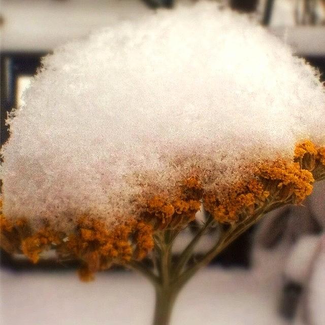Snowy Weekend!! #at_diff #amazeme_macro Photograph by Cici Corley-Washington