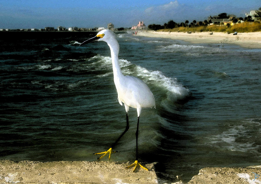 Snowy White Egret at Pass O Grill Beach Florida Painting by David Lee Thompson
