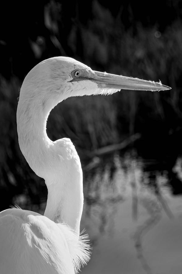 Snowy White Egret Portrait BW Photograph by Lynn Palmer - Fine Art America