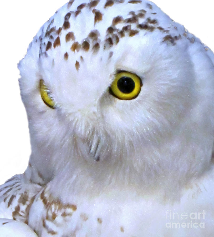 Snowy White Owl Face Art Prints Photograph by Valerie Garner