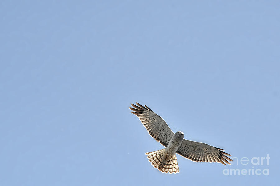 Snowy white owl flying overhead Photograph by Dan Friend