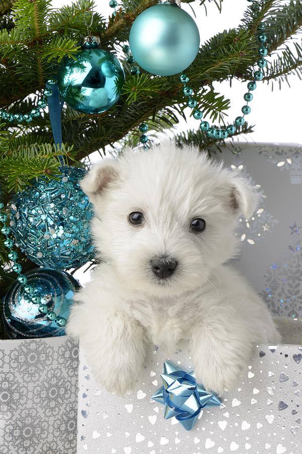 Christmas Photograph - Snowy White Puppy Present by MGL Meiklejohn Graphics Licensing