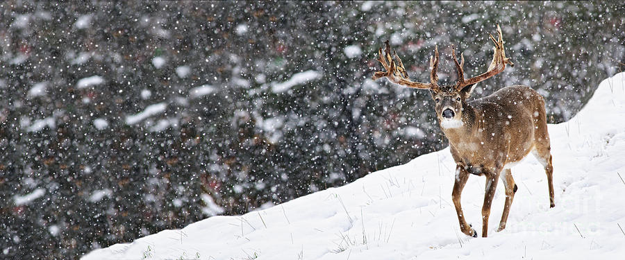 Deer Photograph - Snowy White-tailed Buck Deer  by Timothy Flanigan