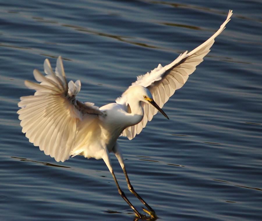 Snowy Wings Photograph by Paulette Thomas - Fine Art America