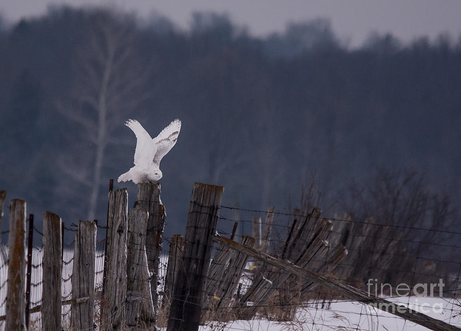 Snowy Wings Up Photograph by Cheryl Baxter