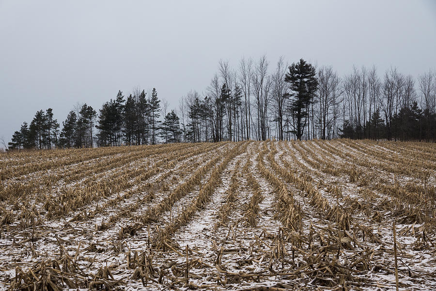 Snowy Winter Cornfields Photograph by Georgia Mizuleva