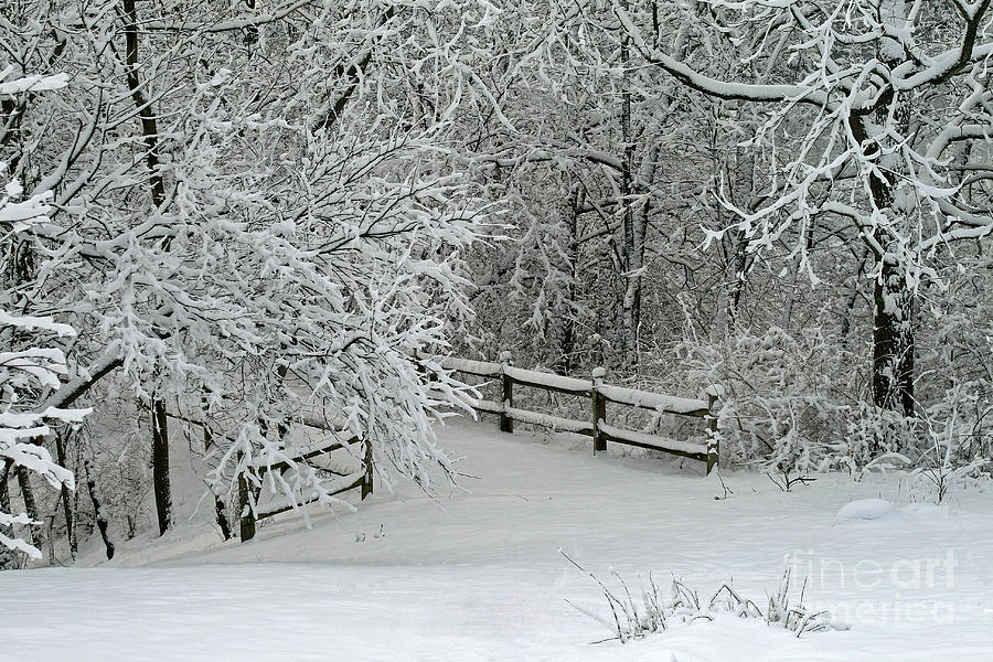 Snowy Winter Photograph by Karen Adams