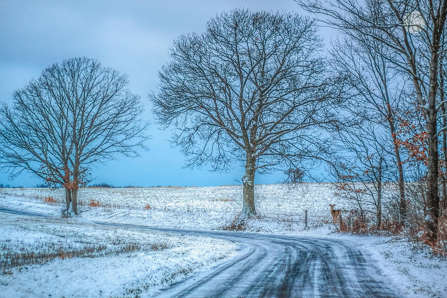 Deer Digital Art - Snowy Winter Morning by Randy Steele