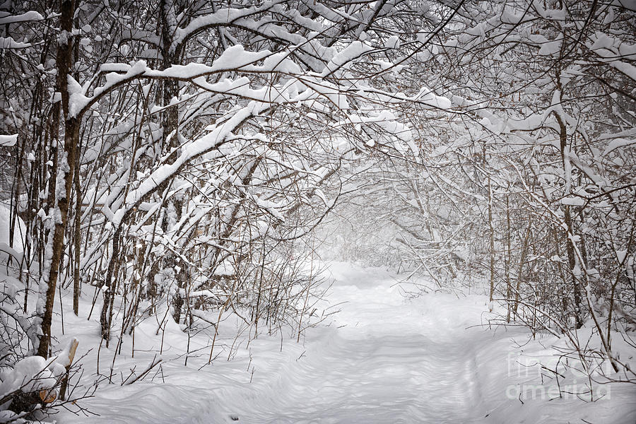 Snowy winter path in forest 4 Photograph by Elena Elisseeva