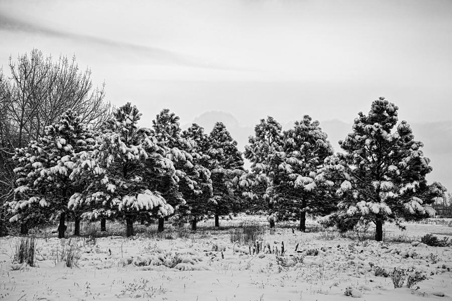Snowy Winter Pine Trees In Black and White Photograph by James BO Insogna