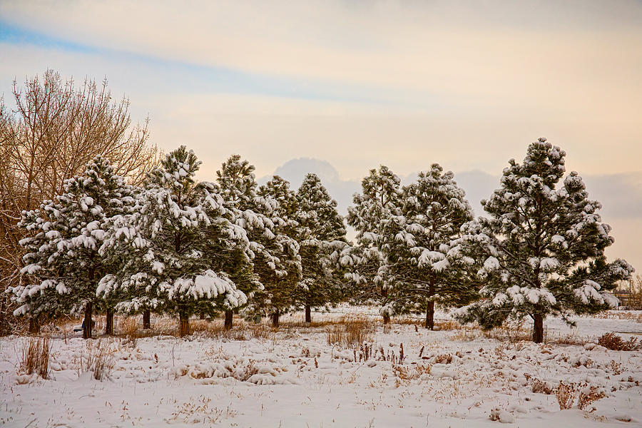 Snowy Winter Pine Trees Photograph by James BO Insogna