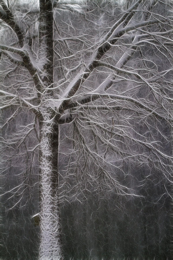 Snowy Winter Tree Fractal Photograph by Kathy Clark