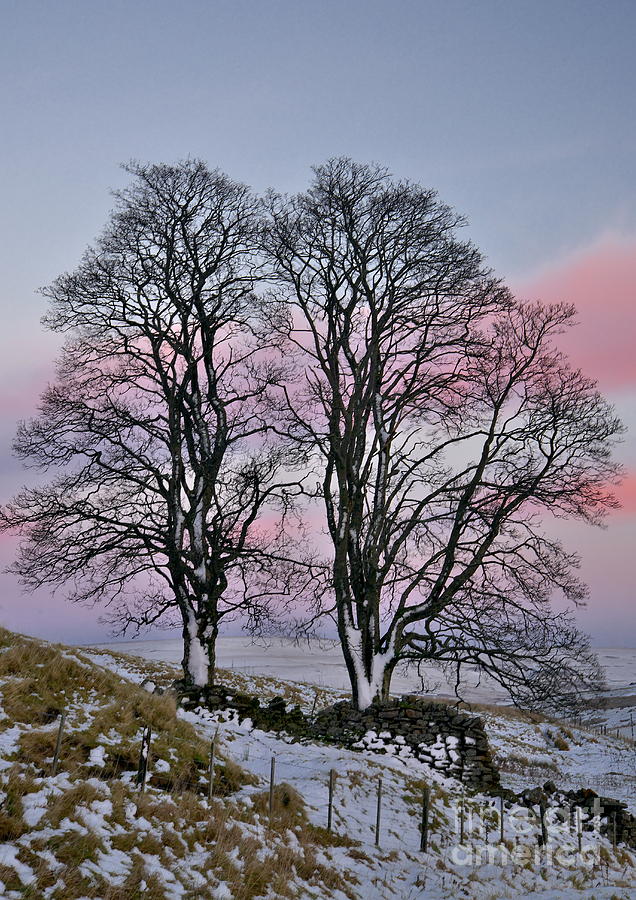 Snowy Winter Treescape Photograph by Martyn Arnold