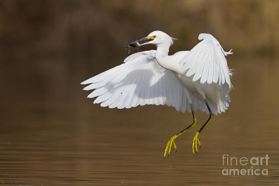 Egret Photograph - Snowy with a fish by Bryan Keil