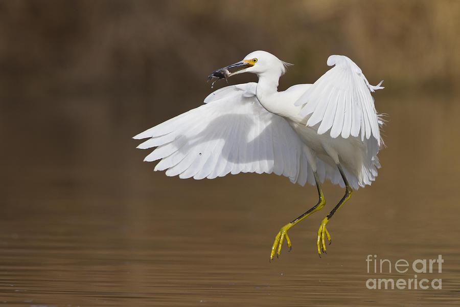 Snowy Egret with fish Photograph by Bryan Keil