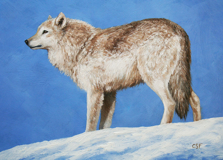 Wolves Painting - Snowy Wolf by Crista Forest