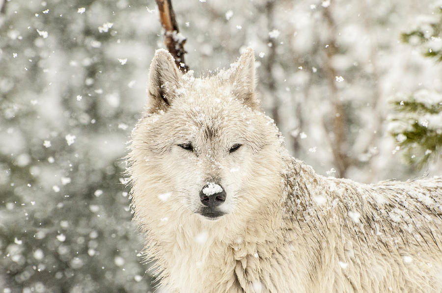 Snowy Wolf Photograph by Donna Doherty - Fine Art America