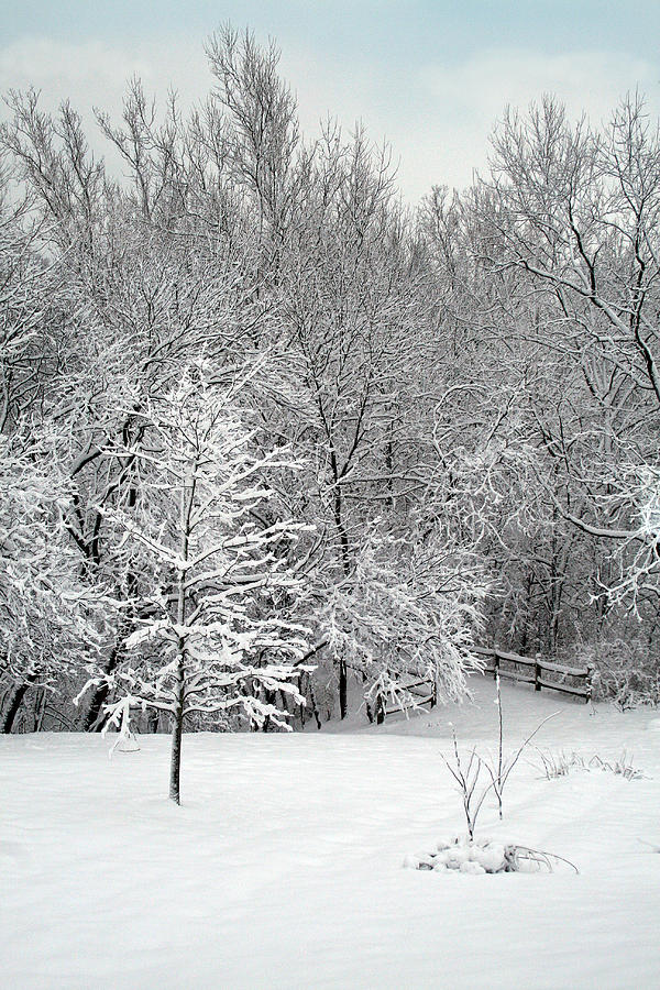 Snowy Woodland Photograph by Karen Adams - Fine Art America