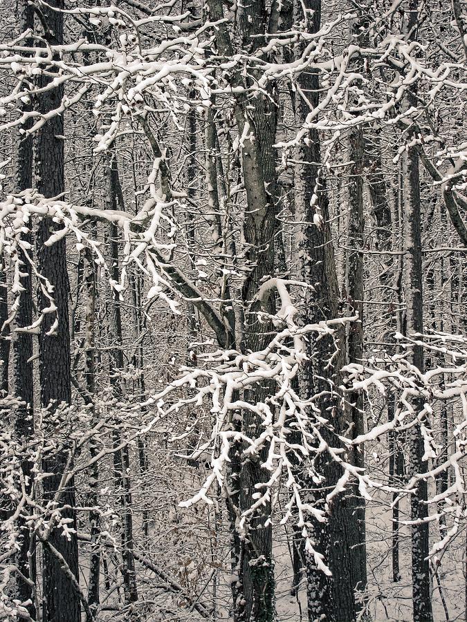Snowy Woods Photograph by Carol Whaley Addassi