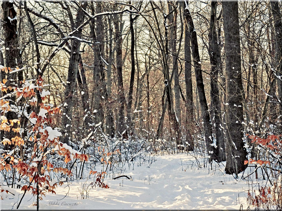 Snowy Woods Photograph