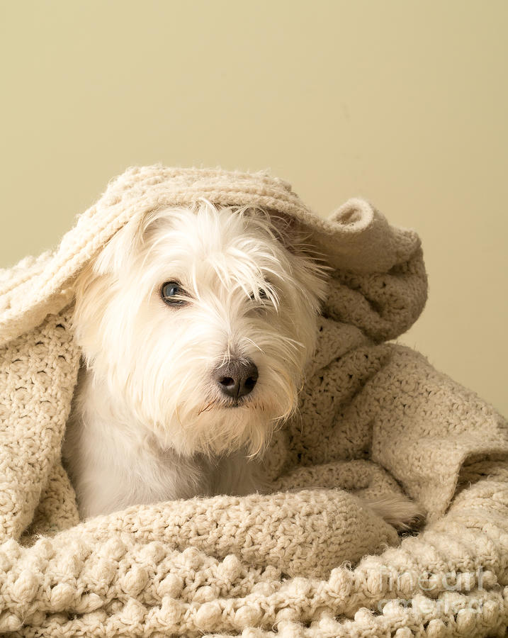 snuggle puppy for older dog