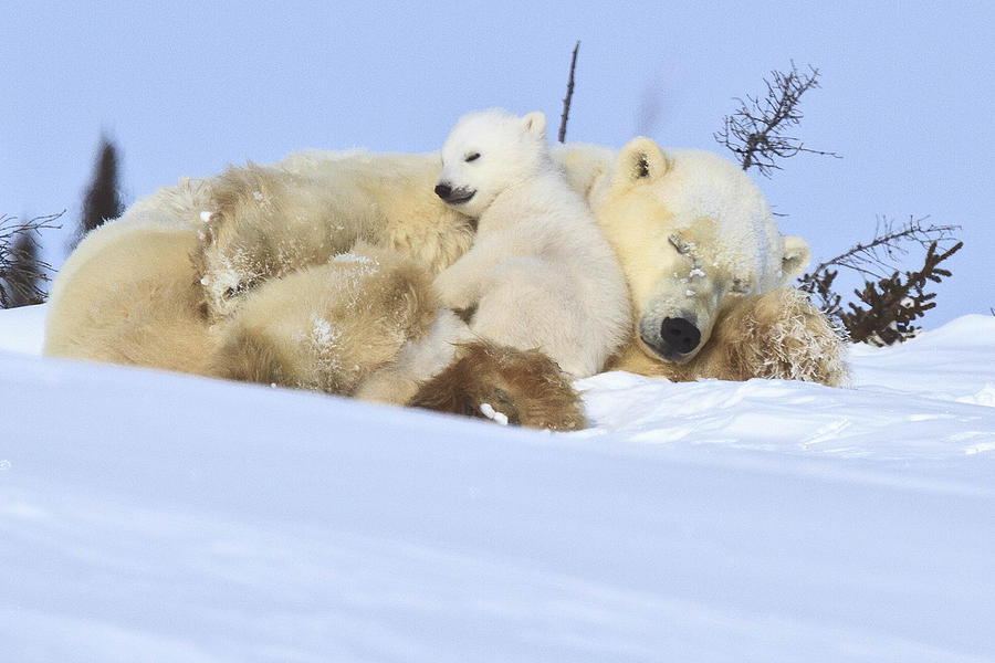 Snuggle time Photograph by Christine Haines