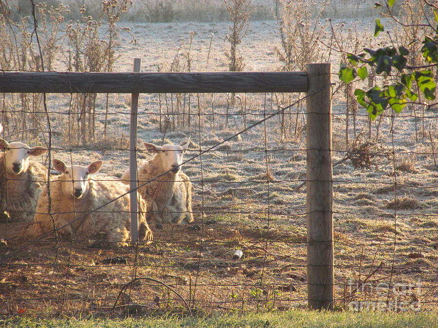 Sheep Photograph - Snuggled together by Tina M Wenger