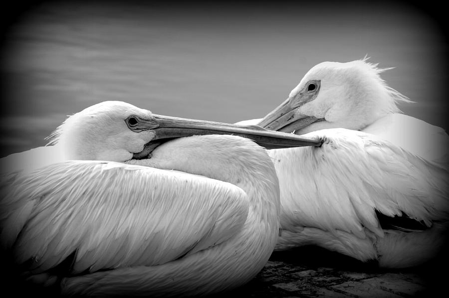 Snuggly Pelicans 2 Photograph by Laurie Perry