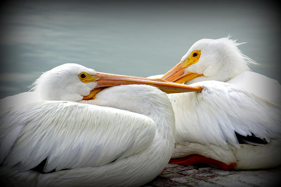 Snuggly Pelicans Photograph by Laurie Perry