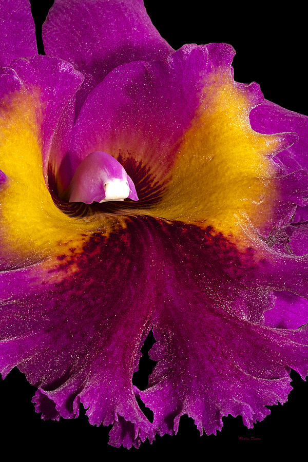 So Close Orchid Photograph by Phyllis Denton