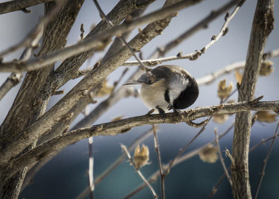 So Cold Chickadee Photograph By Deb Henman Fine Art America