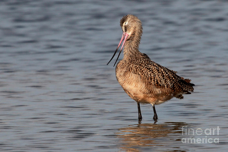 So Cute - Marbled Godwit Photograph by Meg Rousher