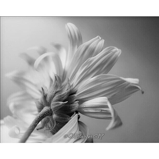 Flowers Still Life Photograph - So Delicate. #jj_forum_0518 #jj by Mary Carter