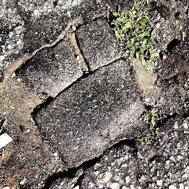 Nature Photograph - So Every Time I Walk Past This Pot Hole by Chase Alexander