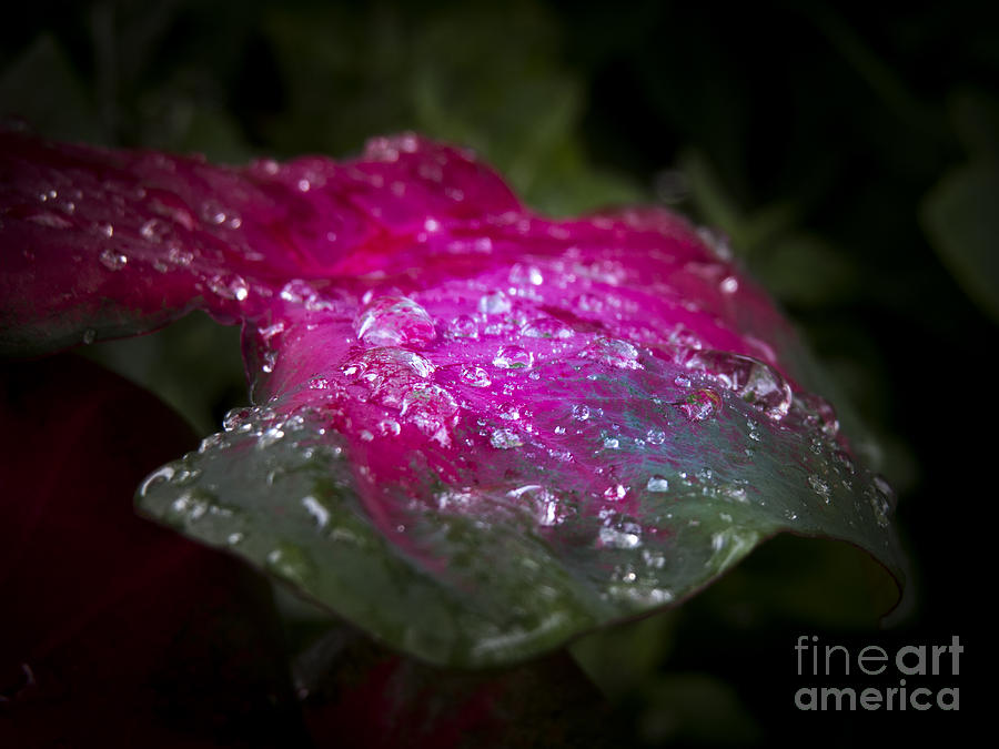 So It Rained Photograph by Jon Munson II