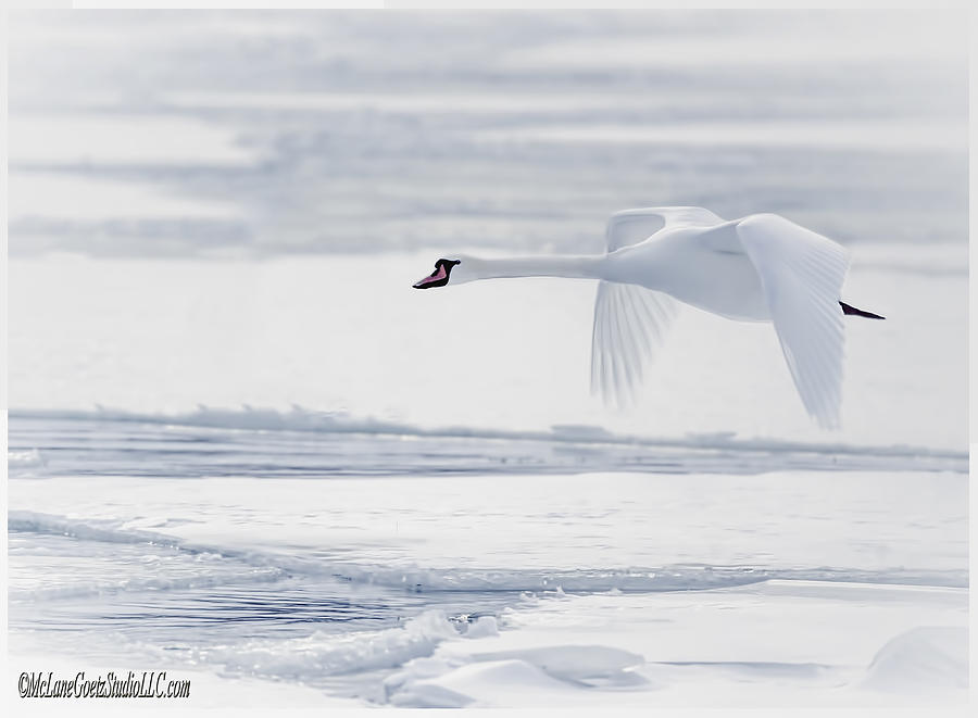So long Winter Swan Photograph by LeeAnn McLaneGoetz McLaneGoetzStudioLLCcom