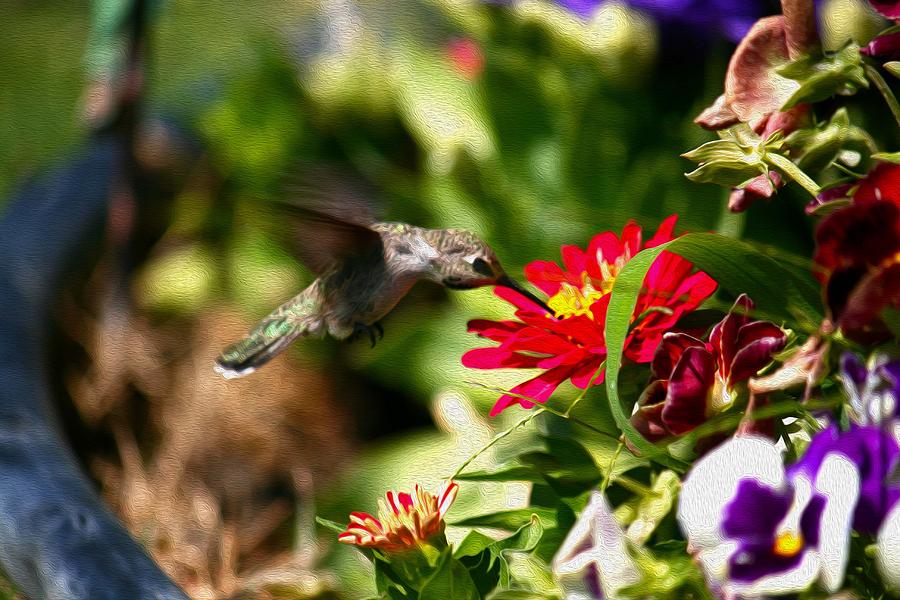 Hummingbird Photograph - So Many Choices by Veronica Vandenburg