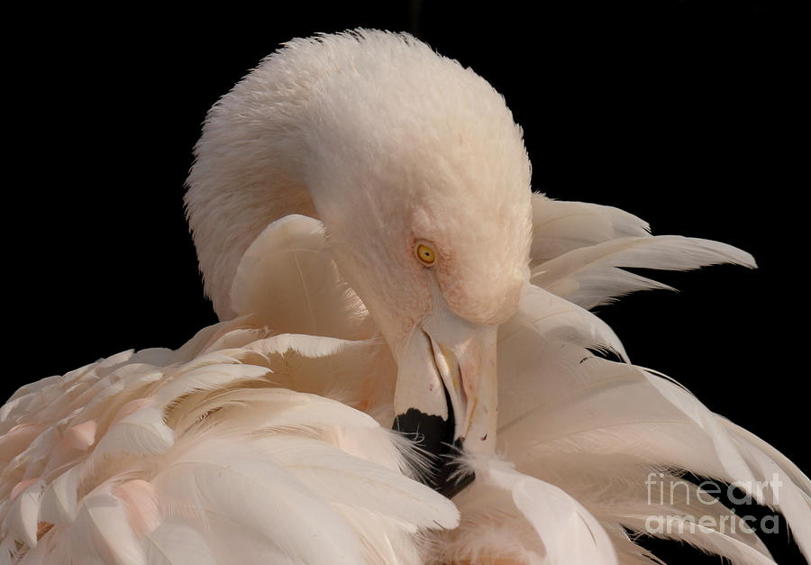 Flamingo Photograph - So Many Feathers by Rod Giffels