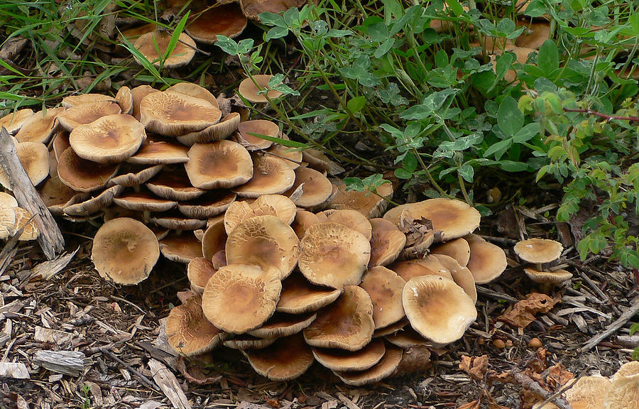 So Many Mushrooms Photograph by Ronda Broatch