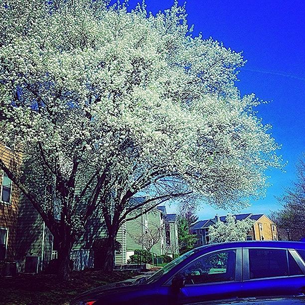 Spring Photograph - So Nice Out Today!! Yay #pretty by Kathleen Berardi