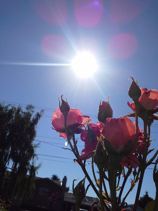 So Pink In The Sun Photograph by Debbi Saccomanno Chan | Fine Art America