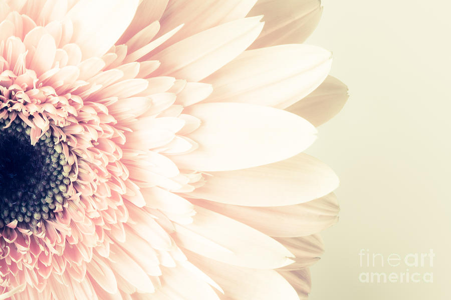 Flower Photograph - So Shy by Lisa McStamp