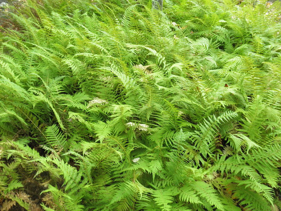 So Soft Ferns Photograph by Robert Sankner