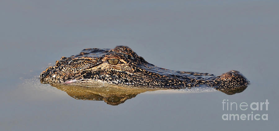 So Still Alligator Photograph by Kathy Baccari