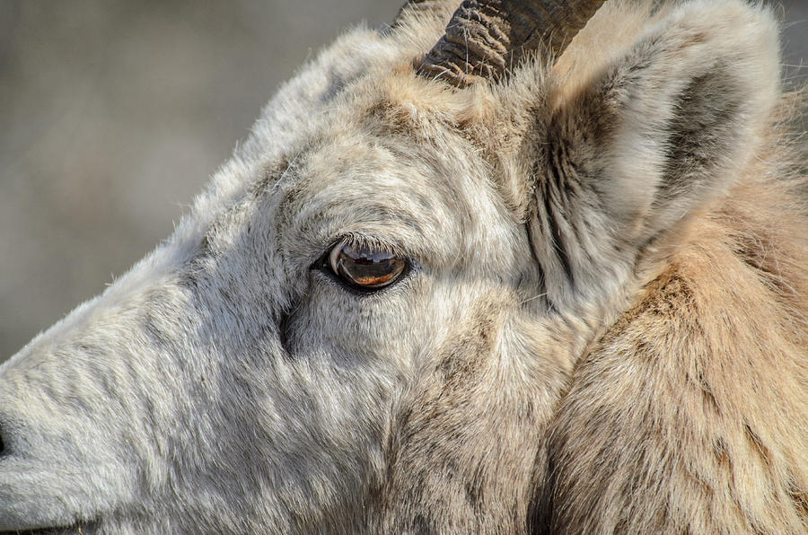 Sweet Big Horn Sheep  Photograph by Roxy Hurtubise